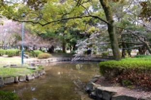 Japanese Garden pond